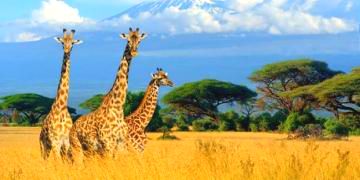 c news imgs 29 meraviglie del kenya giraffe 650x366
